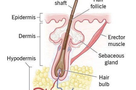 Integumentary System