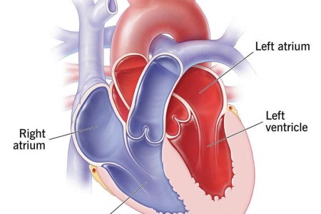 Heart Chambers