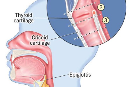 Larynx (Voice Box)