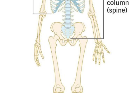 Axial Skeleton