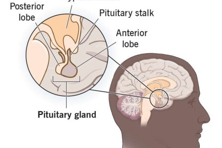Pituitary Gland