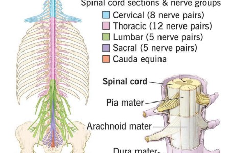 Spinal Cord
