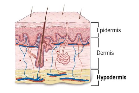 Hypodermis (Subcutaneous Tissue)