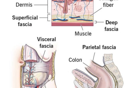 Fascia