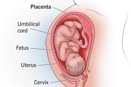 Placenta