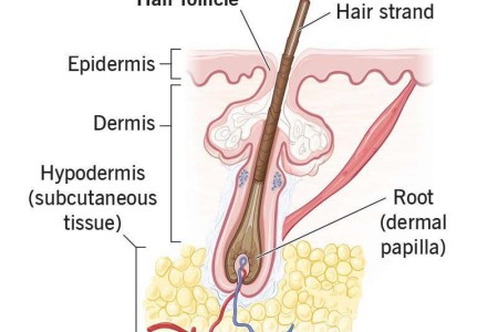 Hair Follicle