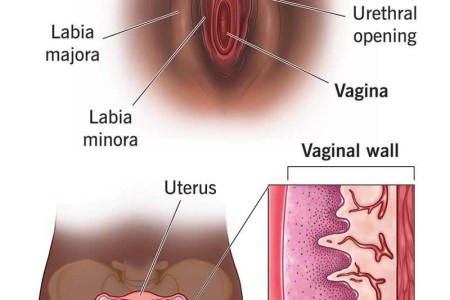Vagina