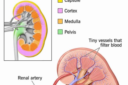 Kidney