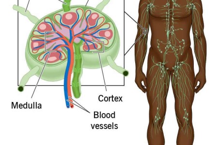 Lymph Nodes