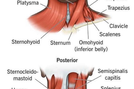 Neck Muscles