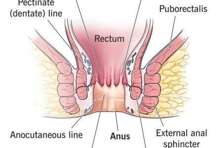 Anus