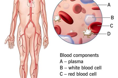 Blood