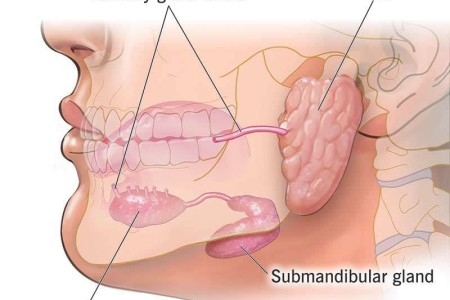 Salivary Glands