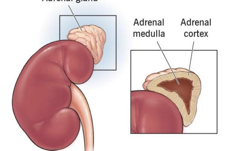 Adrenal Gland