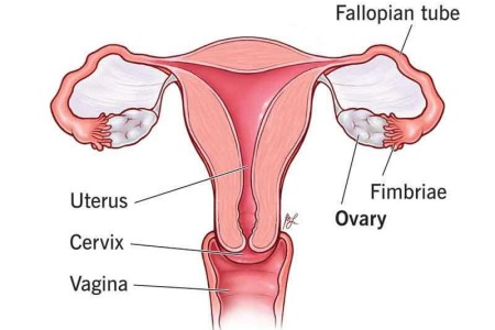 Ovaries