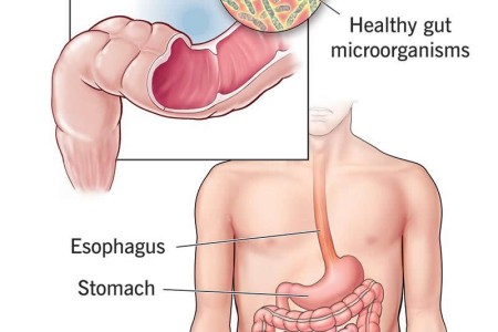 Gut Microbiome