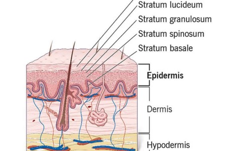Epidermis
