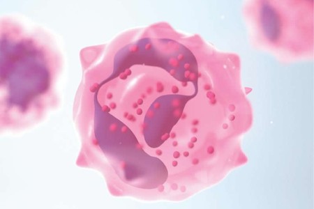 Neutrophils