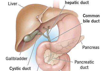 Bile Duct