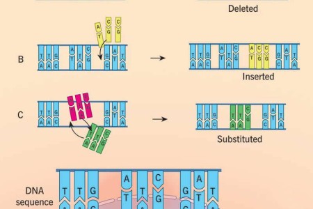 Genetic Mutations in Humans