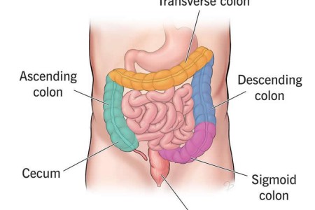 Large Intestine & Colon