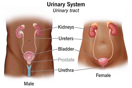 Urinary System