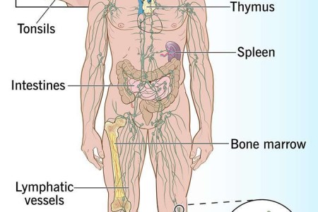 Lymphatic System