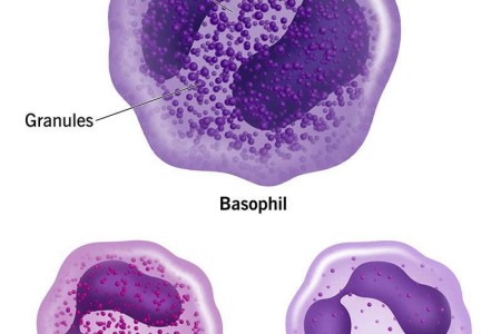 Basophils