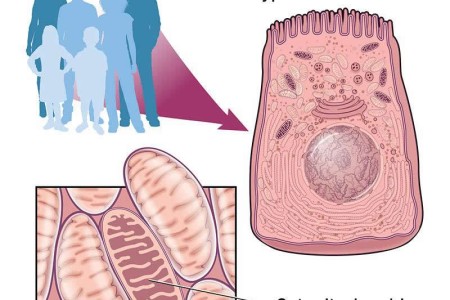 Mitochondrial Diseases