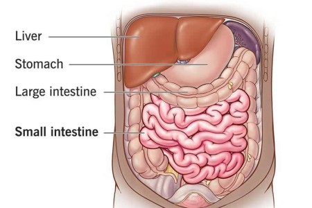 Small Intestine