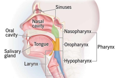 Head and Neck Cancer