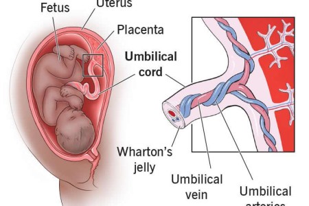 Umbilical Cord