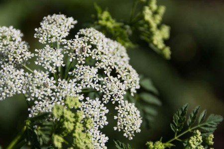 Poison Hemlock