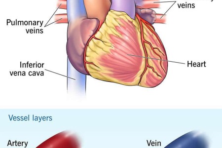 Great Vessels of the Heart