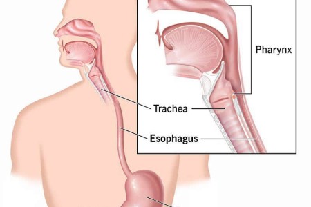 Esophagus