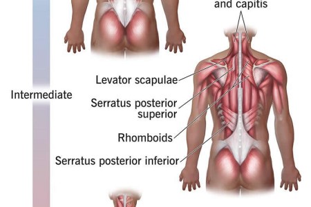 Back Muscles