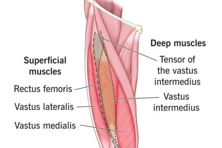 Quad Muscles