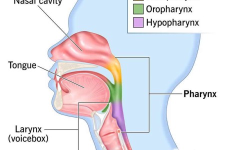 Pharynx (Throat)