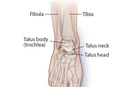 Talus Bone
