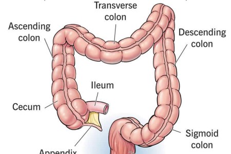 Rectum