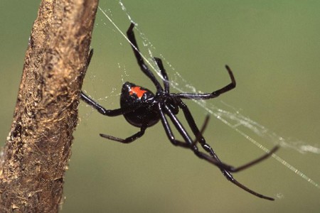 Black Widow Spider Bite