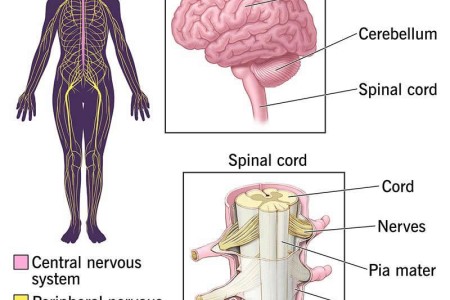 Central Nervous System (CNS)