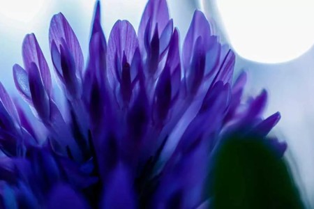 Should You Be Using Bakuchiol in Your Skin Care Routine?