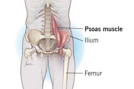 Psoas Muscle