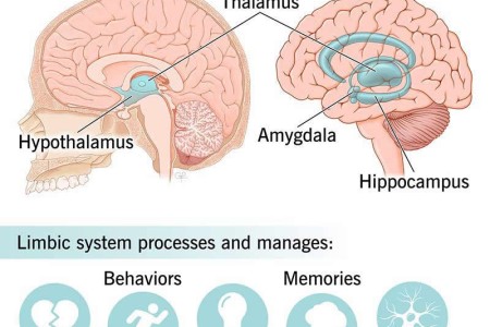 Limbic System
