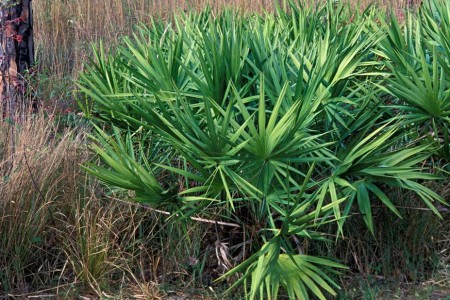Why Saw Palmetto Benefits Are Overstated