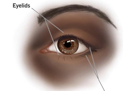 Eyelids