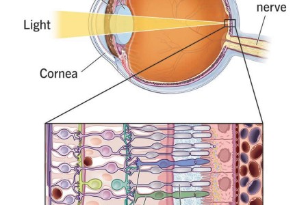 Photoreceptors (Rods and Cones)