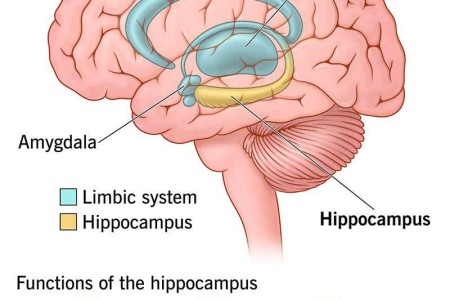 Hippocampus