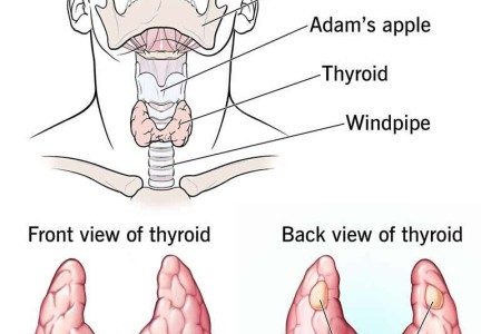 Parathyroid Gland